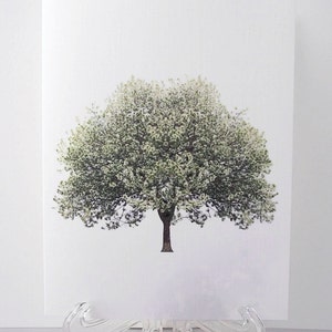 May include: A print of a single tree with green leaves and white blossoms against a white background.