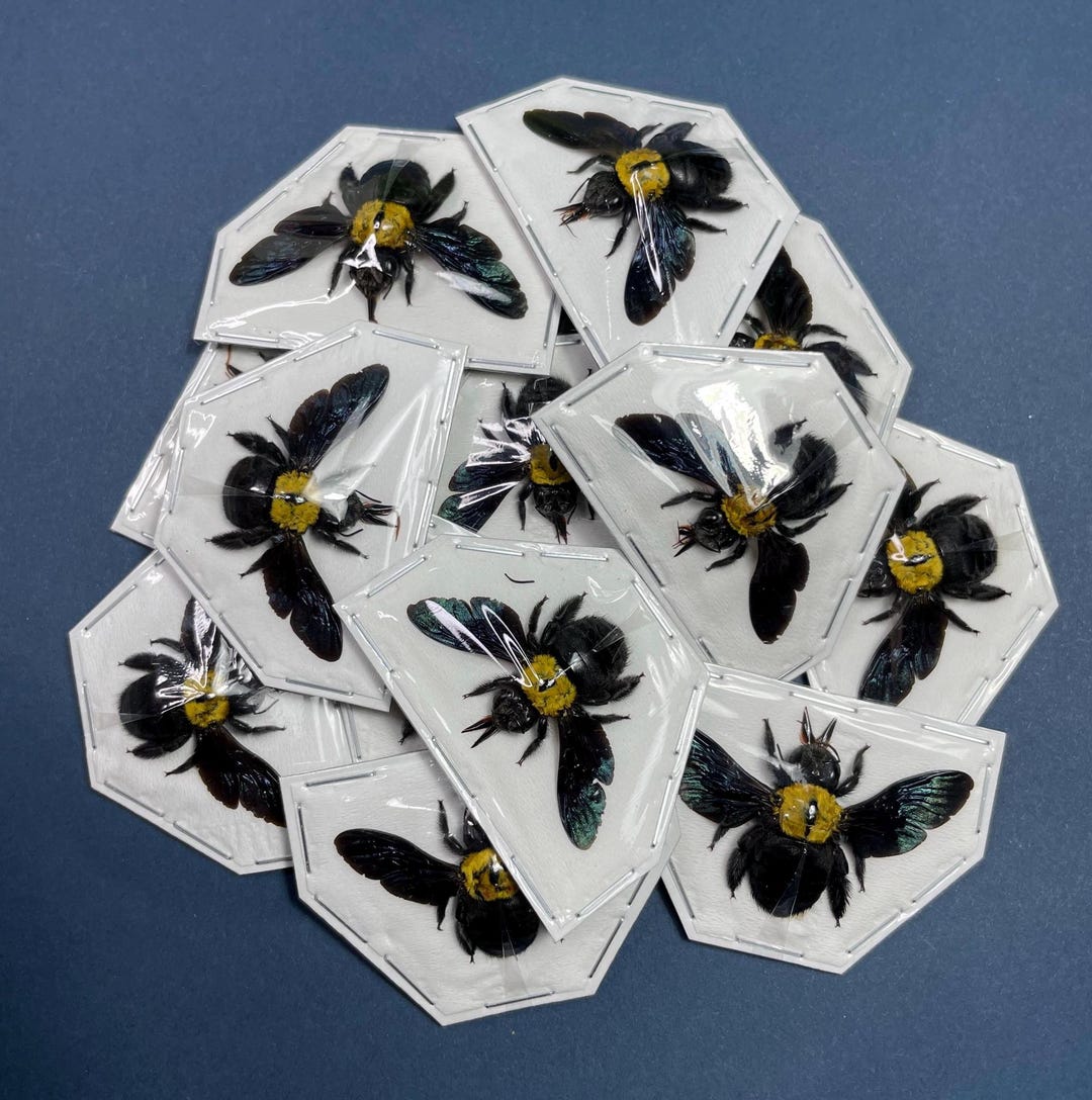 Hymenoptera Xylocopa Aestuans / Apidae Bombus (one Specimen) Carpenter ...