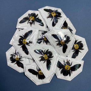 May include: A collection of black and yellow carpenter bees preserved in clear plastic display cases. The bees are mounted on white cardstock with a hexagonal shape.