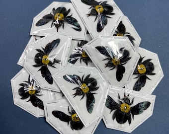 Hymenoptera Xylocopa aestuans / Apidae Bombus (One Specimen) Carpenter Bee oddity wings spread