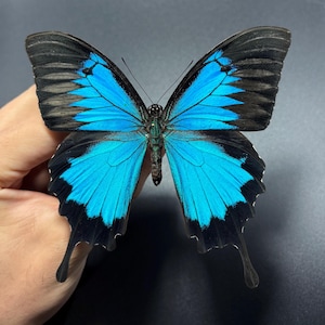 May include: A vibrant butterfly with striking blue and black wings. The butterfly's wings are a brilliant turquoise blue, contrasted by black edges and patterns. The insect's body is a dark brown color, and the wings are fully extended.