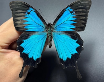 blue black butterfly Papilio Ulysses butterfly Indonesia home decor (UNMOUNTED) wings closed