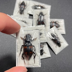 標本 Dungbeetles pair Dungbeetles 標本 pair Dung The Pushes Beetle Dung Specimen Insect