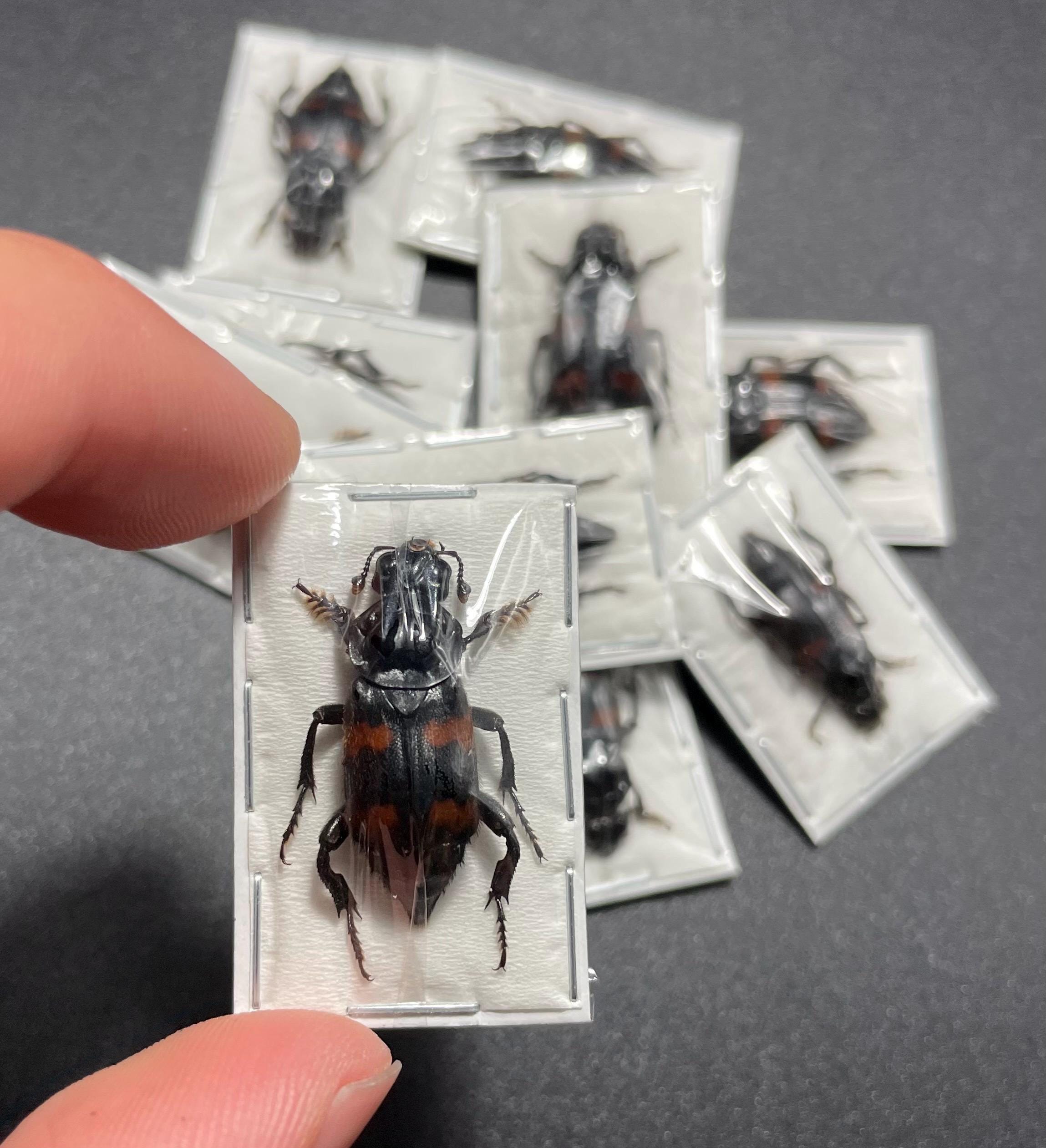 Dung Beetle Dried - Etsy