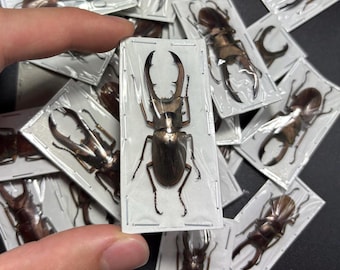Cyclommatus metallifer 40+ mm Metallic Stag Beetle Specimen Taxidermy entomology educational preserved oddity insect display decor
