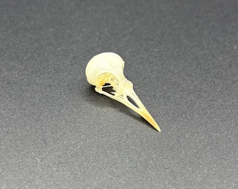 White-Browed Wren-Warbler Bird Prinia inornata Skull Real Preserved Taxidermy Specimen