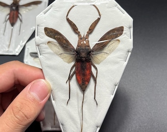 Water Scorpion, Laccotrephes pfeiferiae, MOUNTED (spread), real, preserved, dried specimen (ONE)