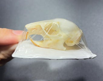 Squirrel Skull (Callosciurus notatus) Real Genuine Skull for collection,