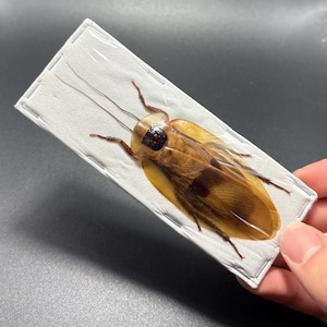 May include: A preserved cockroach specimen, encased in a rectangular, white, fabric-covered display. The insect is a light brown color with darker brown markings and long antennae. The display is held by a hand.