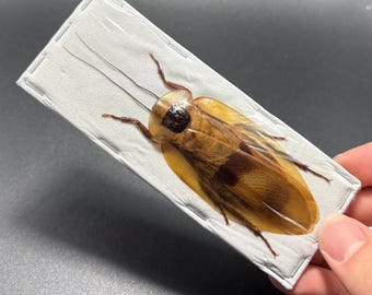 Taxidermia de cucaracha gigante de cueva real seca, Blaberus giganteus