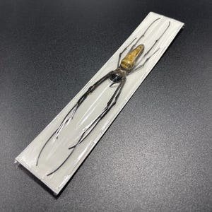 May include: A preserved spider with a golden-brown cephalothorax and black legs, encased in a clear plastic rectangle. The spider is centered on a white background, with the packaging sealed.