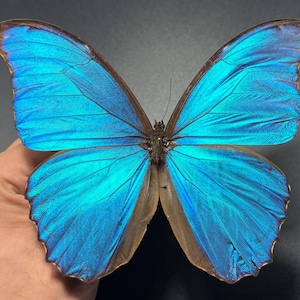 May include: A vibrant blue butterfly with brown edges and intricate wing patterns. The butterfly's wings are spread wide, showcasing the iridescent blue hues. The insect's body is a dark brown color, and the wings have a textured appearance.