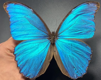 Blue Morpho Butterfly A2 REAL Morpho didius HUGE, dried, dead, preserved insect specimen for framing, pinning, artwork, nature decor