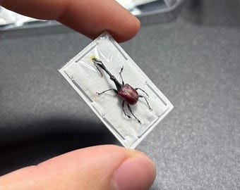 Giraffe Weevils, Trachelophorus giraffa (Male or Female)