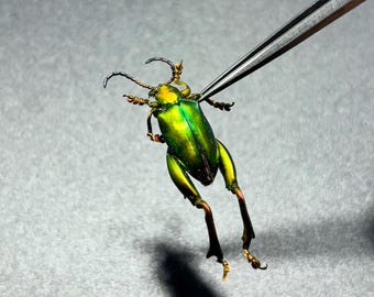 Real Frog Legged Leaf Beetle SAGRA Insect Taxidermy, Real Jewel Frog Beetle Insect Taxidermy Collection for Biology Science Education