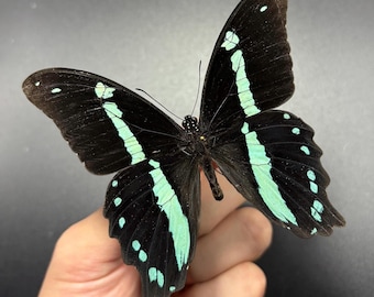 1 A1- Papilio nireus Cameroon Real butterfly Unmounted