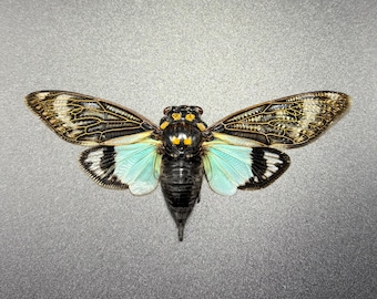 Real Blue Cicada Tosena Splendida Spread Wings and ready to mount A1 Quality
