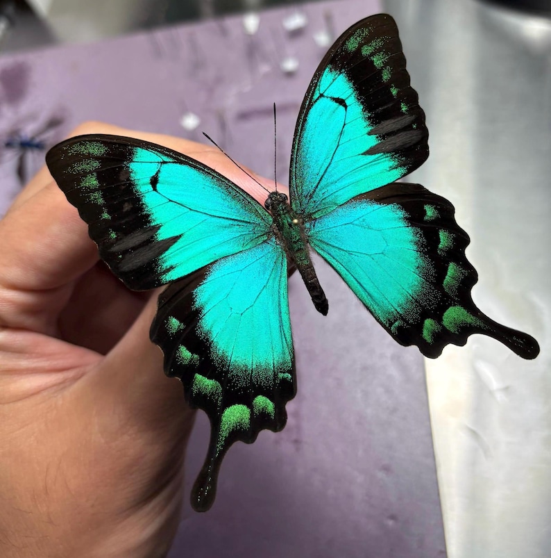 Puede incluir: Primer plano de una mariposa con alas turquesas vibrantes, bordeadas de negro y verde. Las alas muestran patrones detallados. El cuerpo del insecto es oscuro y sus antenas son visibles, resaltando sus delicadas caracter&iacute;sticas.