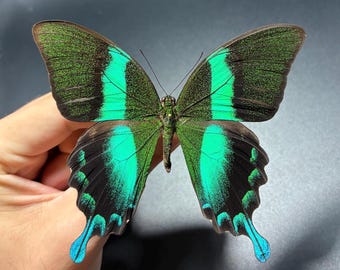 Papilio blumei blue green swallowtail butterfly Indonesia (UNMOUNTED) wings closed