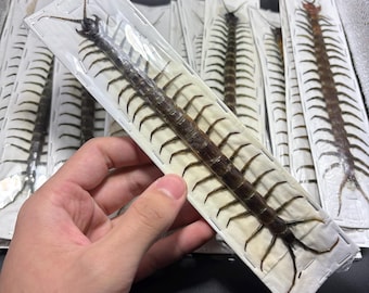 Scolopendra subspinipes piceoflava, Centipede. A1, UNMOUNTED, dried, real, preserved specimen