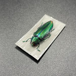 Hoplia Coerulea One Real Metallic Blue Scarab Beetle Unmounted