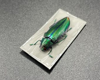 Hoplia Coerulea One Real Metallic Blue Scarab Beetle Unmounted