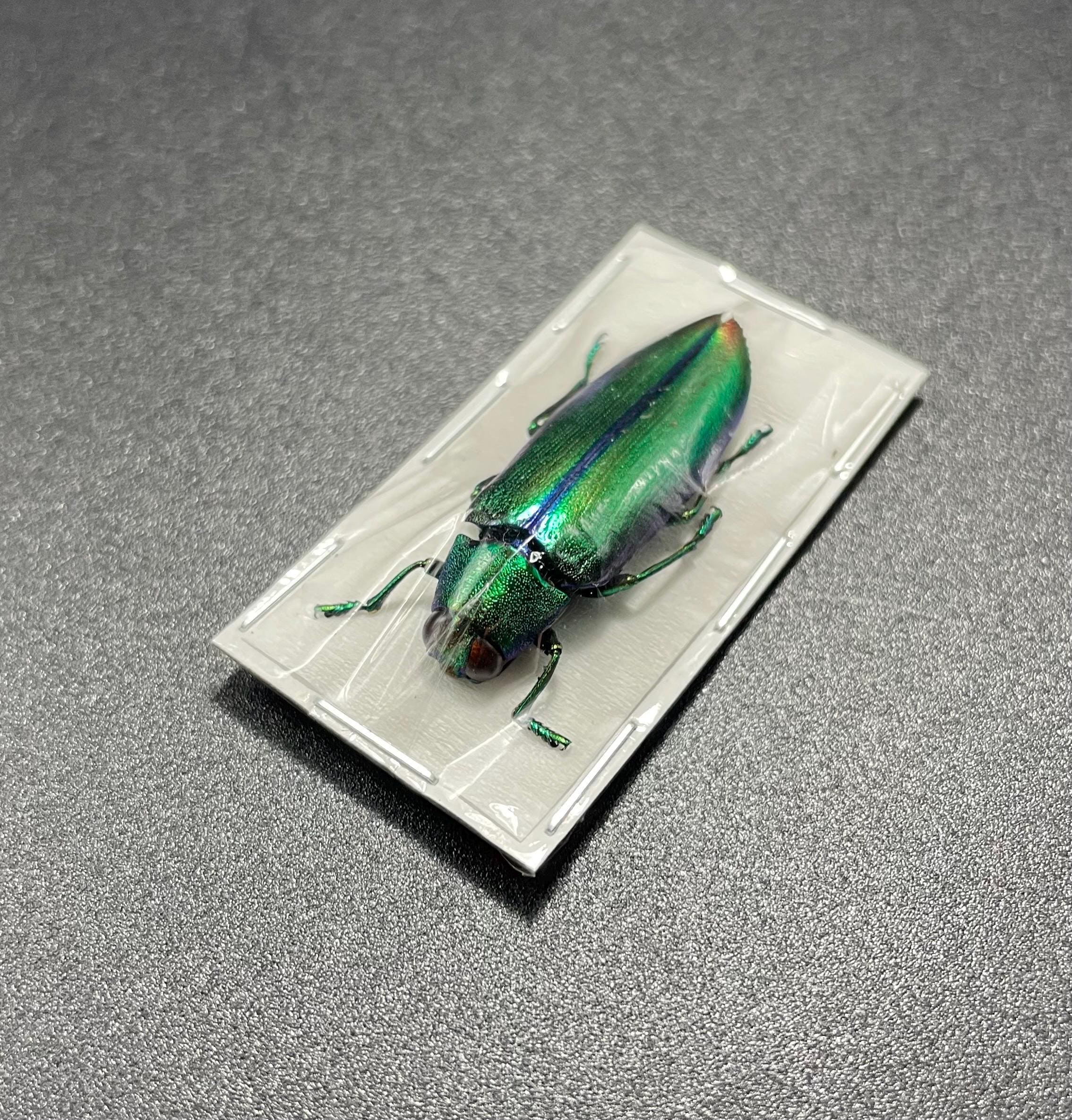 RareInsect - Etsy