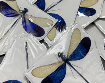 Blue Dragonfly Clear Winged Dragonfly Neurobasis Kaupi A1 Quality Spread