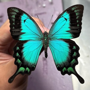 Puede incluir: Primer plano de una mariposa con alas turquesas vibrantes, bordeadas con patrones negros y verdes. El cuerpo de la mariposa es oscuro y sus antenas son largas y delgadas. Las alas est&aacute;n extendidas, mostrando detalles intrincados.