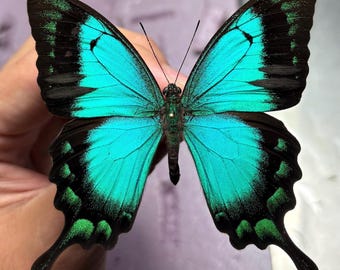 Papilio Lorquinianus, Blue Green Swallowtail Butterfly, Indonesia A1 Grade Wings Closed/ RARE (UNMOUNTED) wings closed