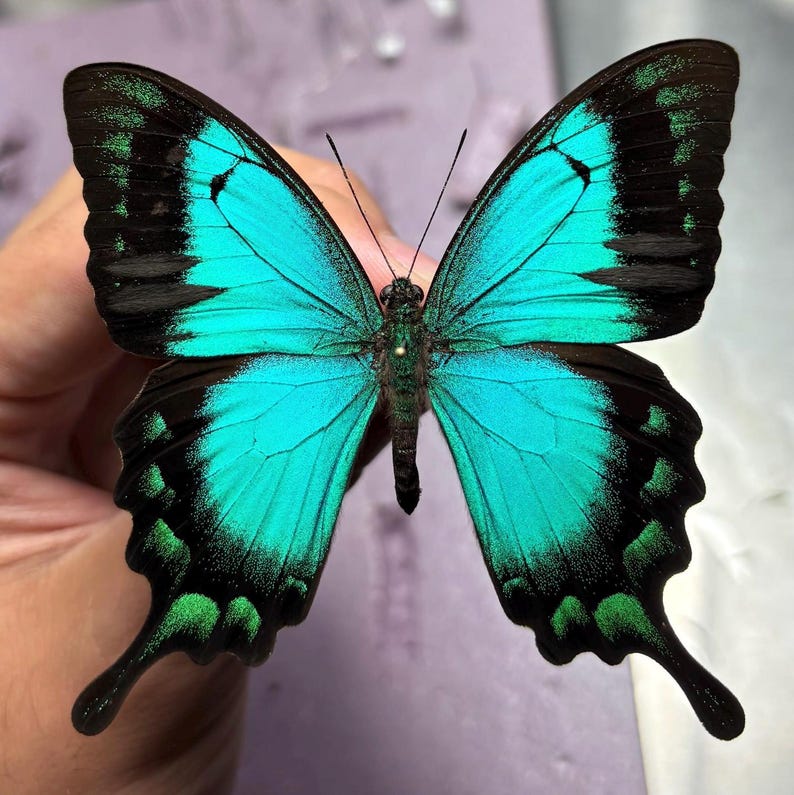 Puede incluir: Primer plano de una mariposa con alas turquesas vibrantes, bordeadas con patrones negros y verdes. El cuerpo de la mariposa es oscuro y sus antenas son largas y delgadas. Las alas est&aacute;n extendidas, mostrando detalles intrincados.