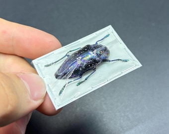 1 A-1 Polybothris sumptuous gemma  jewel beetle, Unmounted Real Beetle Buprestidae