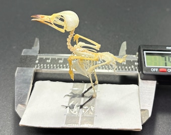 Pericrocotus Cinnamomeus Articulated bird skeleton Genuine Real Taxidermy