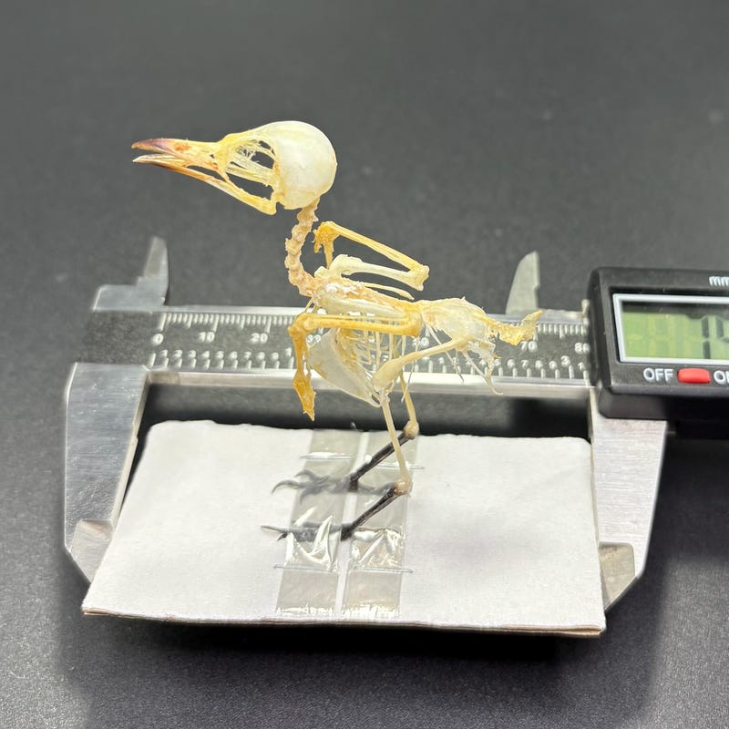 Bird Anatomy Models - Etsy
