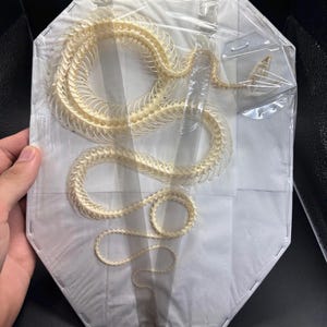 May include: A preserved snake skeleton arranged in a coiled position on a white octagonal backing. The off-white bone structure is secured under a clear plastic film, displaying the vertebrae and skull clearly against the white surface.