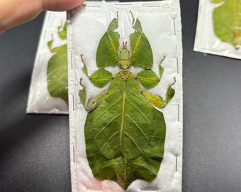 One female Phyllium pulchrifolium , a beautiful leaf insect ,A1 quality, Stick bug