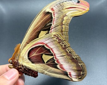 Attacus Atlas Moth Papered Specimen  specimens, Real Snake Head Moth Entomology, Giant Moth, Science Unmounted Specimen