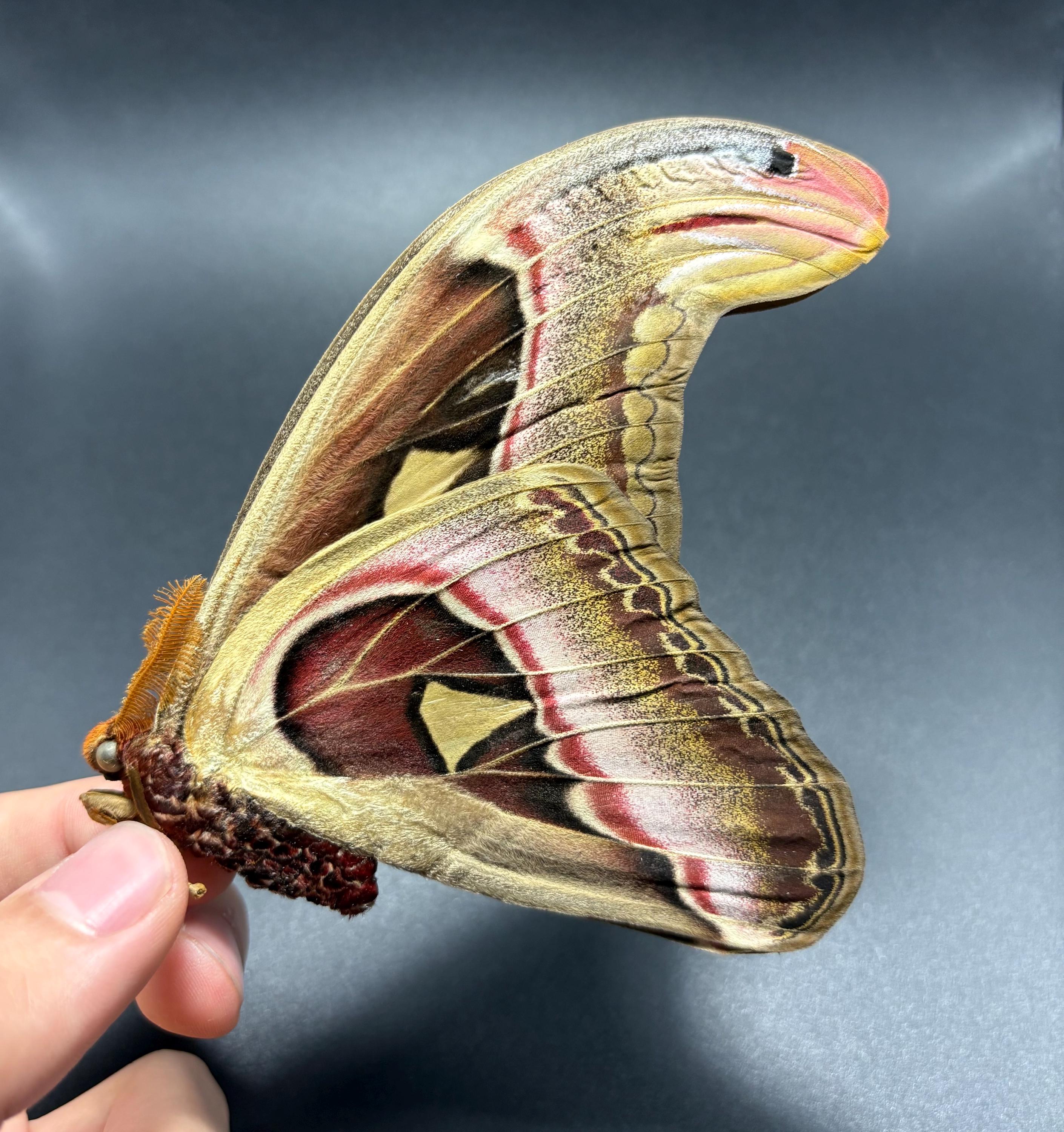 RareInsect - Etsy