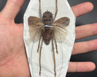Giant prickly dragonhead grasshopper Lesina ensifera from Indonesia for artwork collection Taxidermy