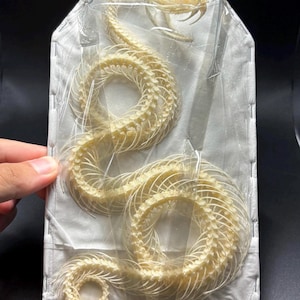 Trimeresurus albolabris,DOUBLE ROLLING CURVED Snake Skeleton, Preserved Reptile Specimens (Non-cites)