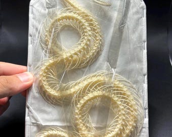 Trimeresurus albolabris,DOUBLE ROLLING CURVED Snake Skeleton, Preserved Reptile Specimens (Non-cites)