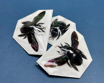 Xylocopa latipes, Tropical Carpenter Bee, Real Bee, Entomology, Insect specimen