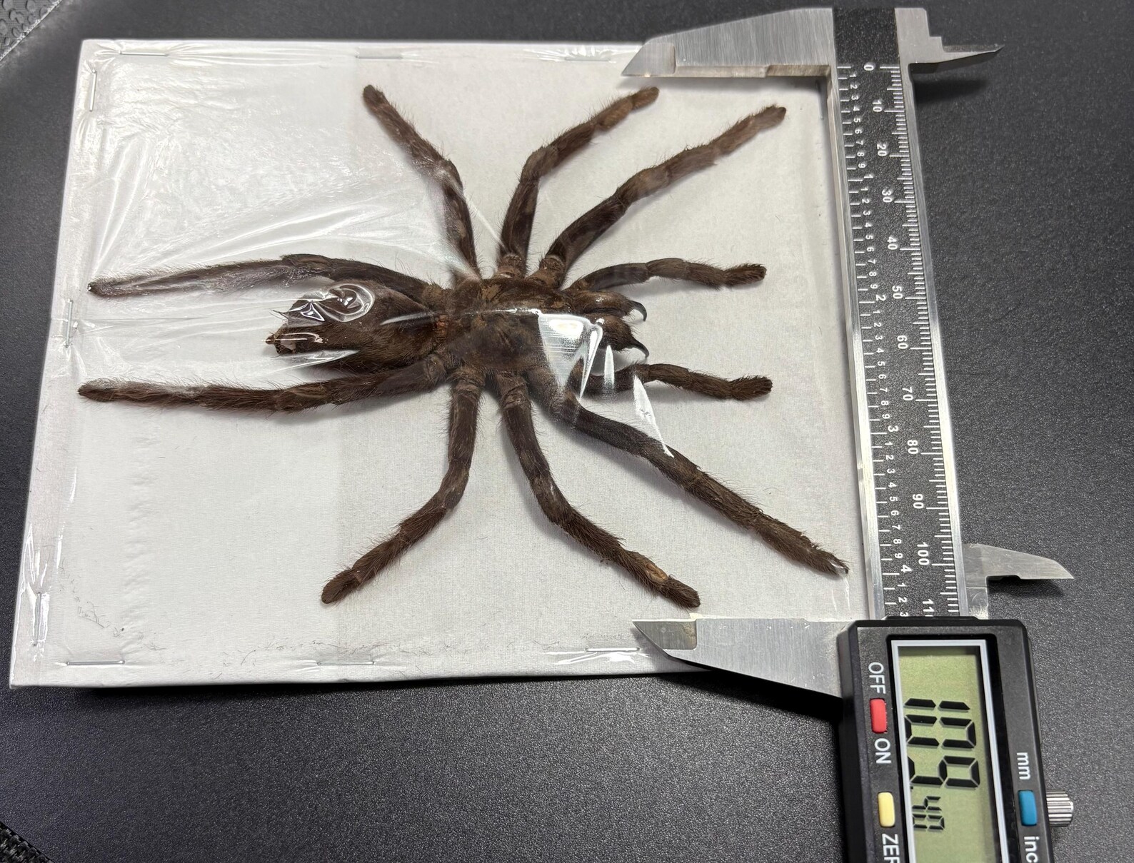 Java Yellow Kneed Tarantulas (selenocosmia Javanensis Dolichoplectra ...