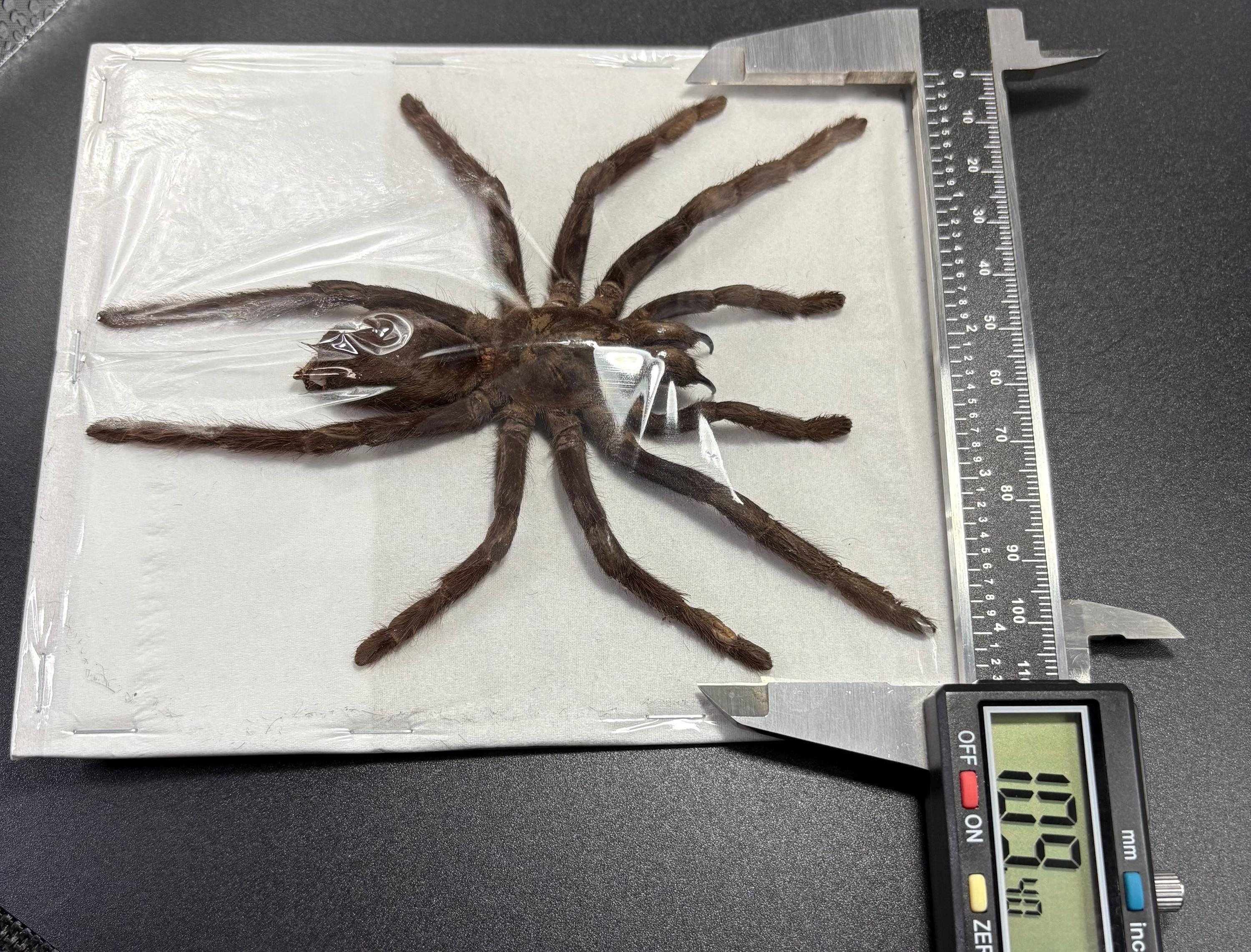 Tarantula Java Java Yellow Kneed Tarantulas (selenocosmia Javanensis Dolichoplectra ...