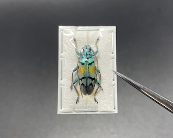 Sulawesiella rafaelae Shiny Longhorn Beetle Unmounted
