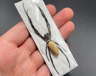 Nephila vitiana,  orb weaver spider, Female, Closed, Real, Entomology, Taxidermy