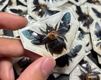 Xylocopa Sp. (spread) orange Carpenter Bee Real dried Insect (OVERSTOCK)