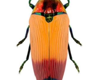 Metaxymorpha apicalis.(Unmounted) buprestidae. Jewel beetle.Scarab. insect specimen. beetle. oddities