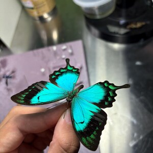 Puede incluir: Se muestra una mariposa vibrante con alas turquesas bordeadas en negro y verde. Las alas de la mariposa est&aacute;n extendidas, mostrando sus intrincados patrones. El insecto es sostenido por una persona, con un fondo borroso de herramientas y recipientes.