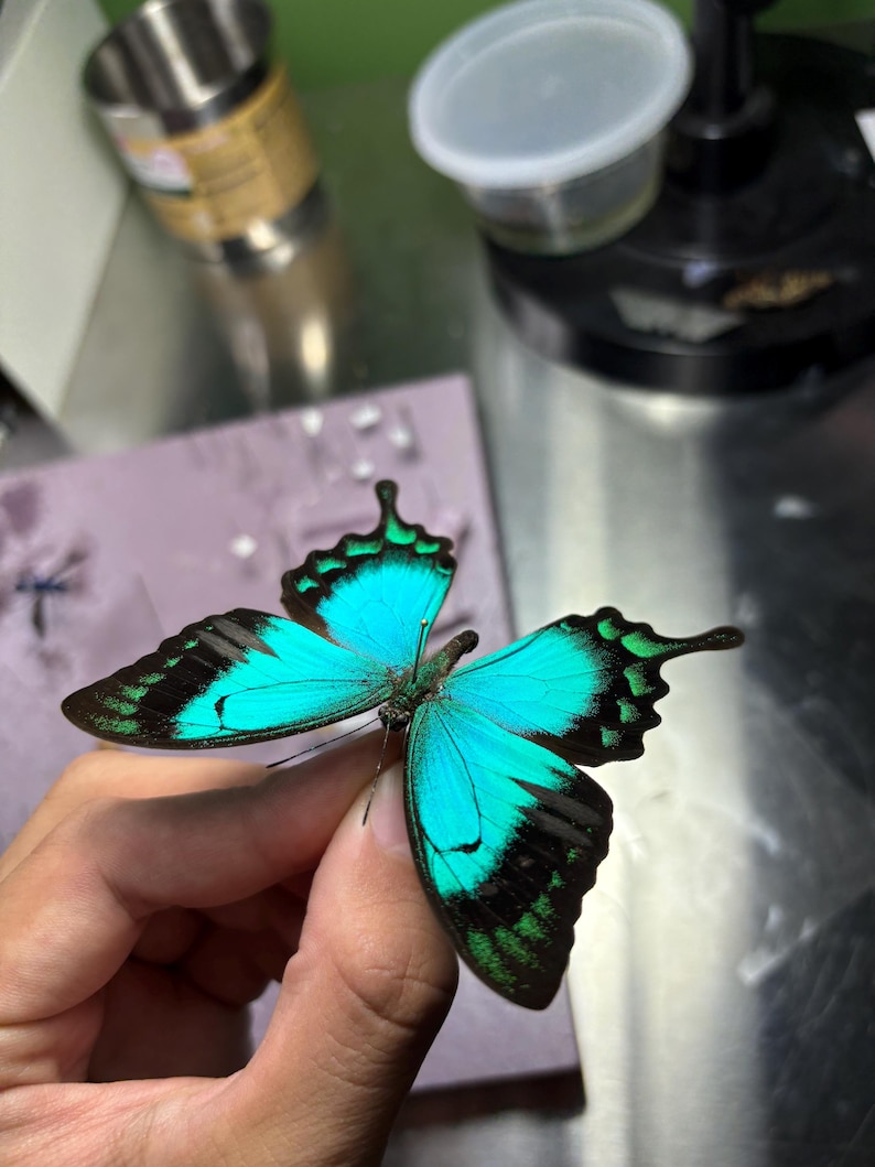 Puede incluir: Se muestra una mariposa vibrante con alas turquesas bordeadas en negro y verde. Las alas de la mariposa est&aacute;n extendidas, mostrando sus intrincados patrones. El insecto es sostenido por una persona, con un fondo borroso de herramientas y recipientes.